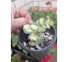 Очиток Зібольда варієгатний (Sedum sieboldii var.)